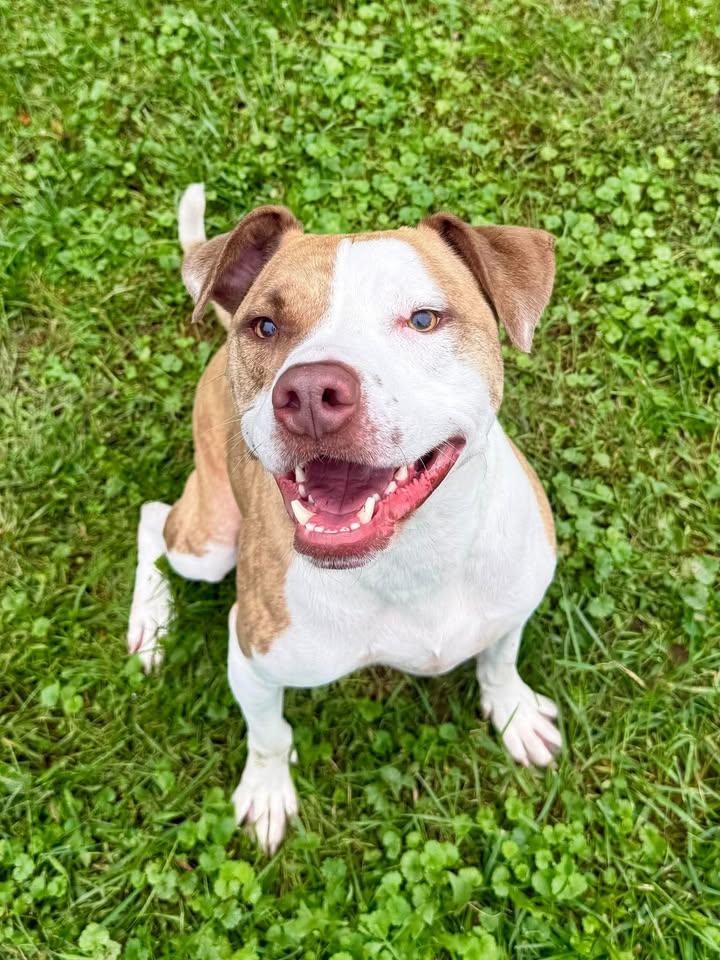 Enlarge Dallas, a Adoptable mixed breed in Wooster, OH image 1/1