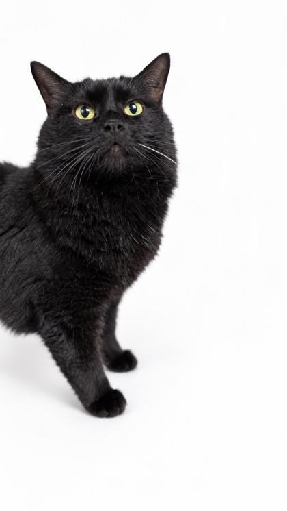 Enlarge Luna, a Adoptable mixed breed in Bowling Green, KY image 1/2