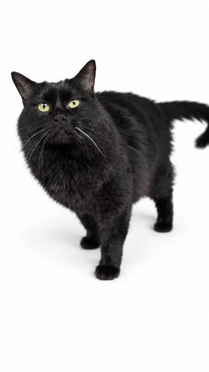 Enlarge Luna, a Adoptable mixed breed in Bowling Green, KY image 2/2