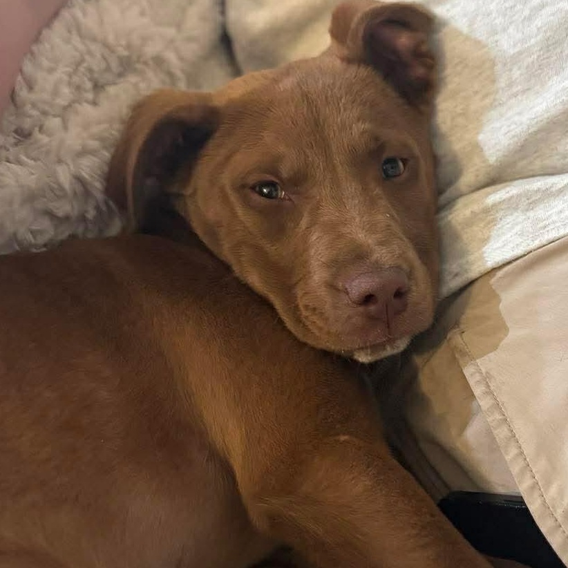 Rebel , Adoptable, Puppy Male Labrador Retriever.