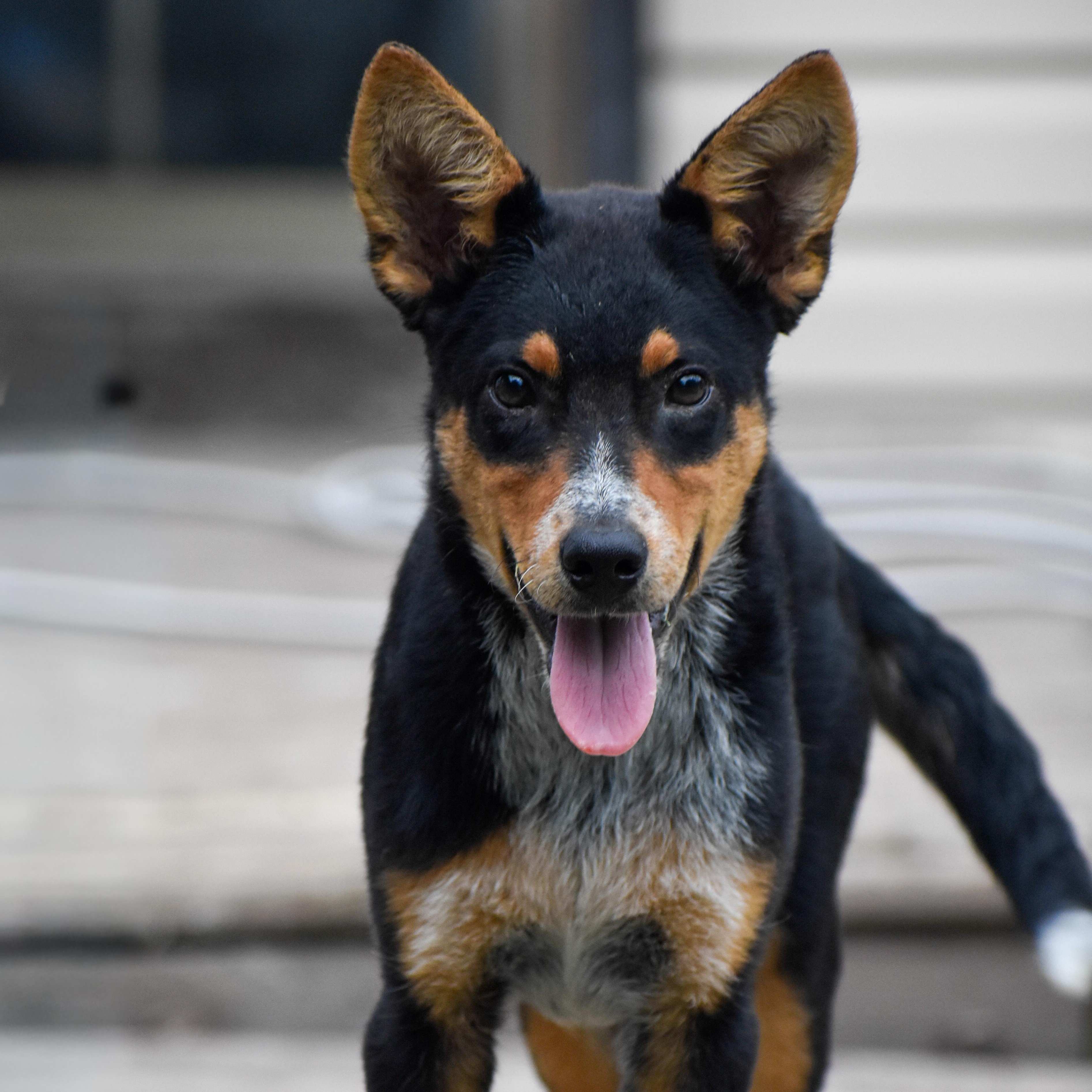 Accelerator, Adoptable, Puppy Male Australian Cattle Dog / Blue Heeler.