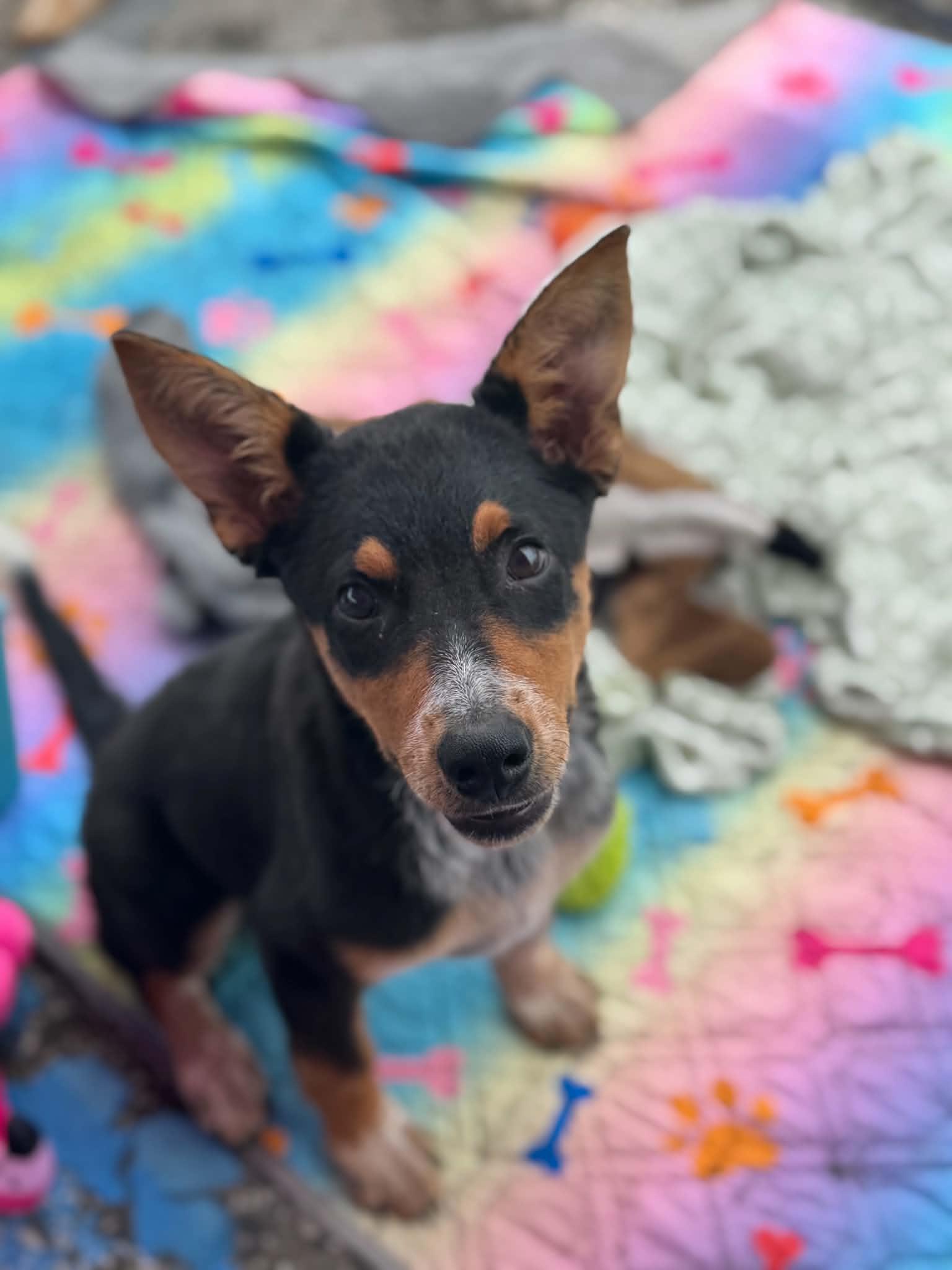 Enlarge Accelerator, a Adoptable Australian Cattle Dog / Blue Heeler in Indianapolis, IN image 3/3
