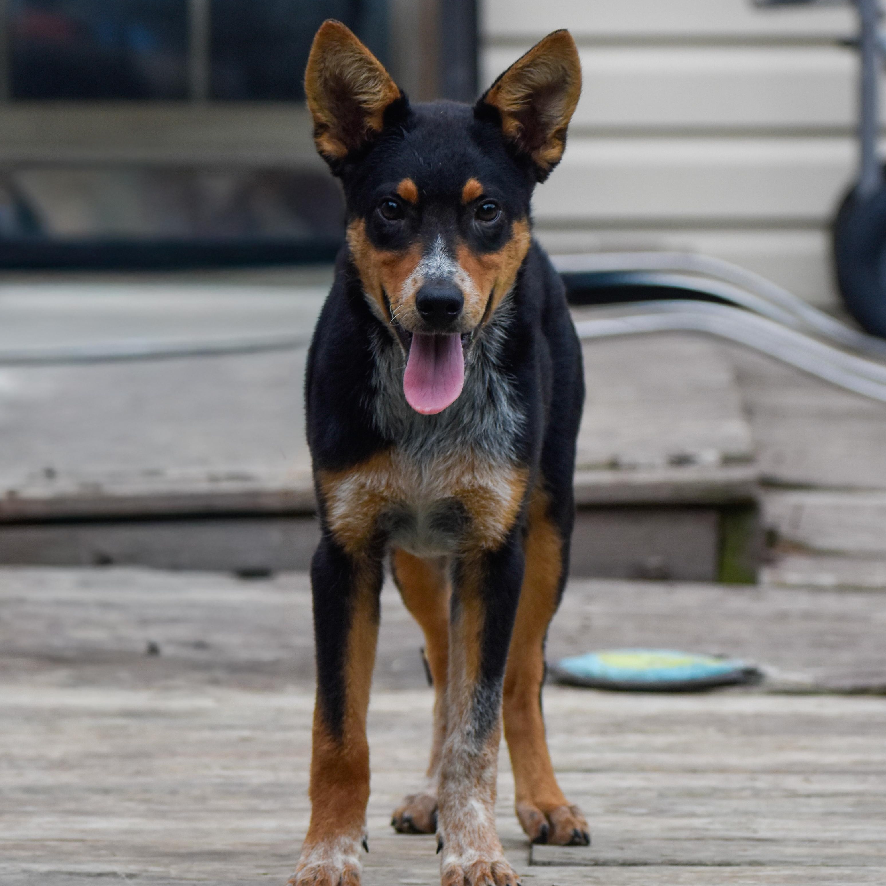 Enlarge Accelerator, a Adoptable Australian Cattle Dog / Blue Heeler in Indianapolis, IN image 2/3