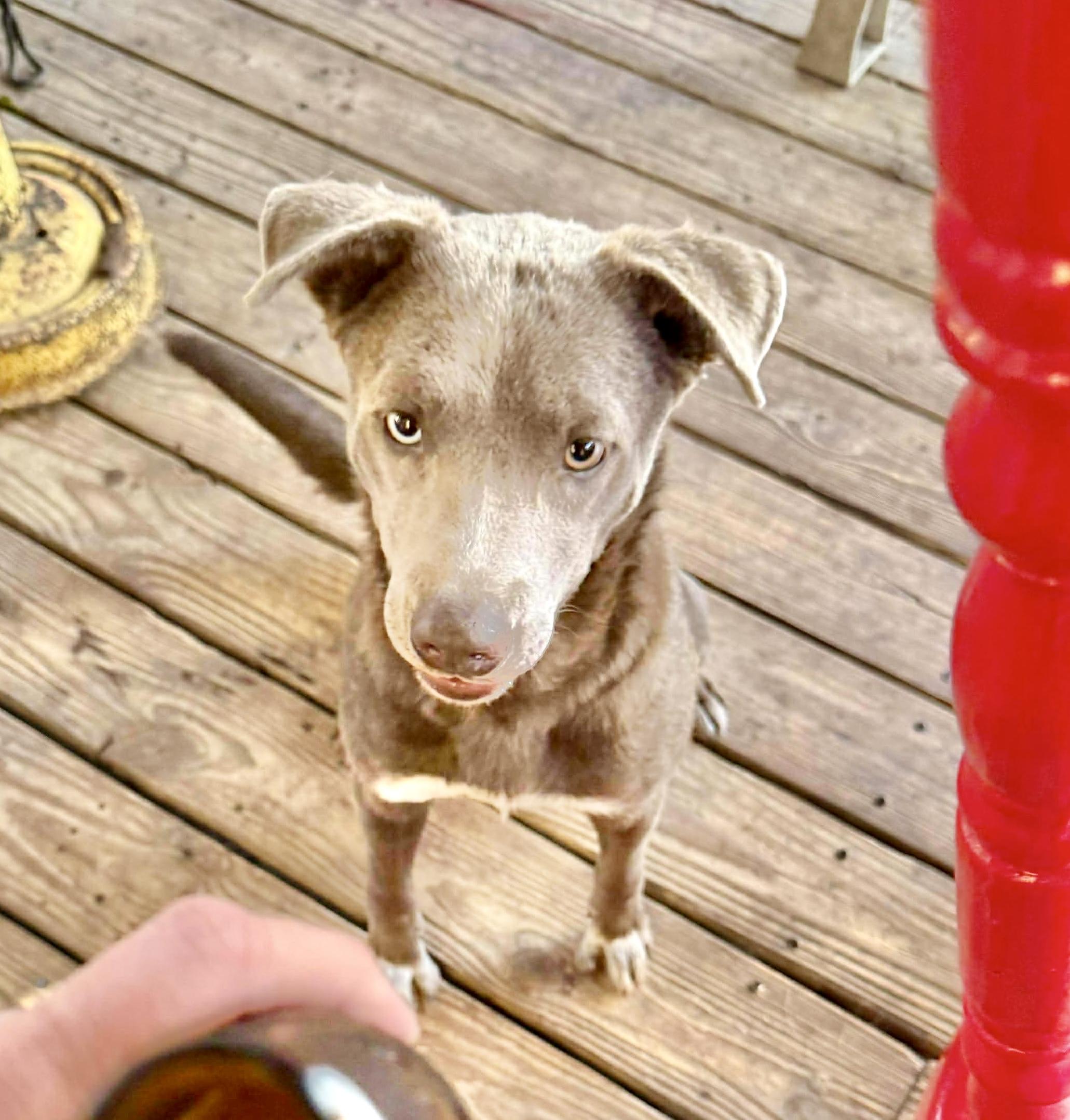 Enlarge Pearl, a Adoptable Cattle Dog in Portage, WI image 5/6