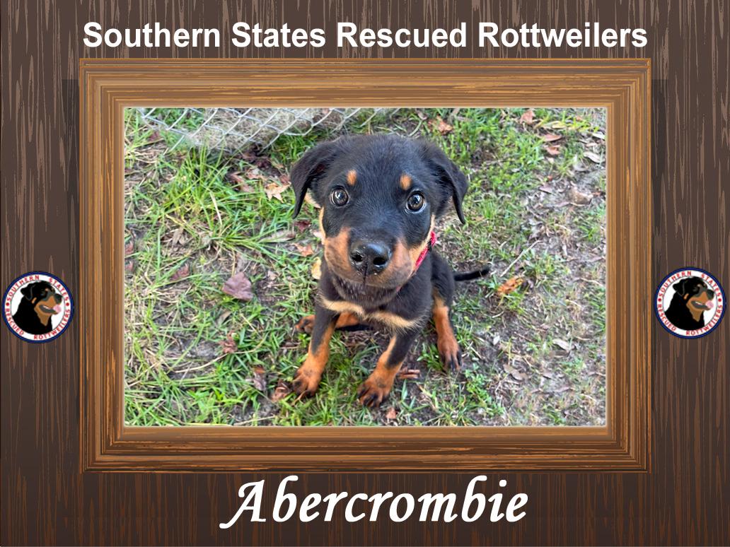 Abercrombie, Adopted, Puppy Male Rottweiler.