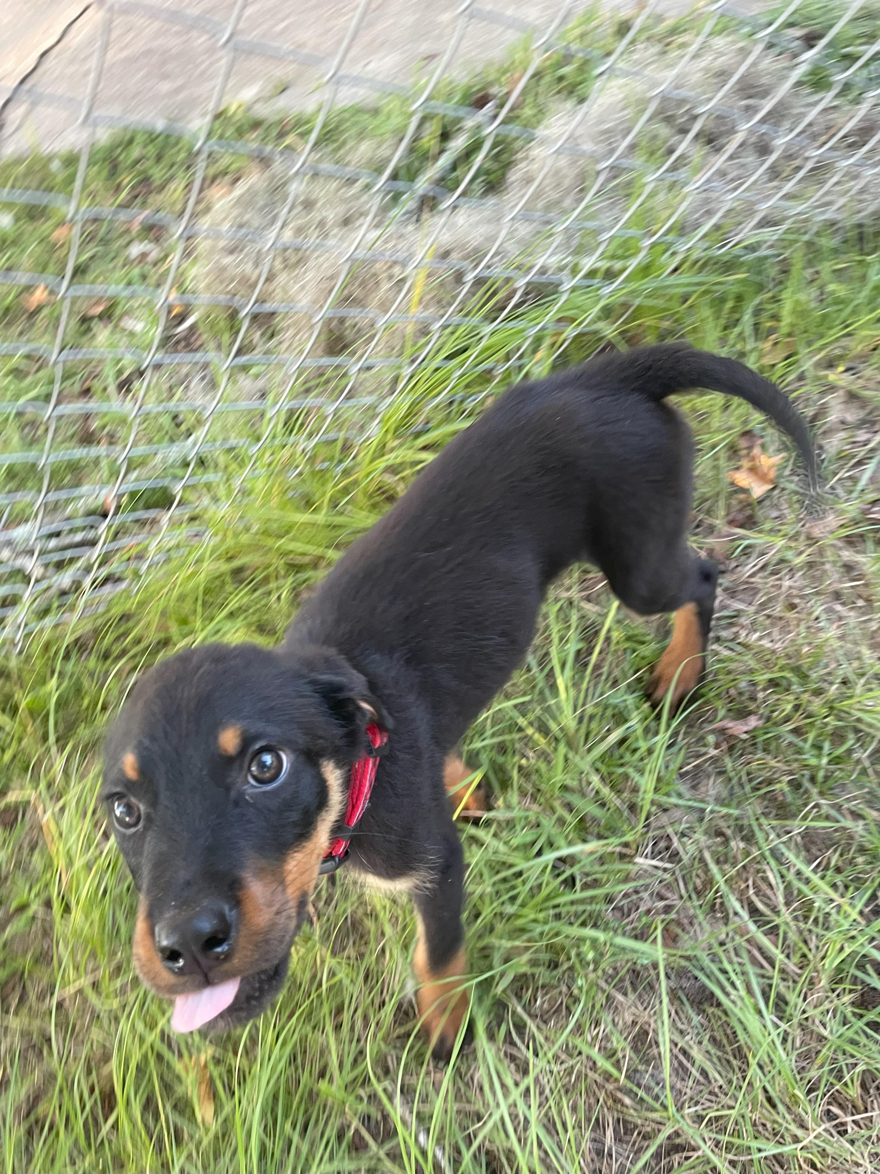 Abercrombie, Adopted, Puppy Male Rottweiler.