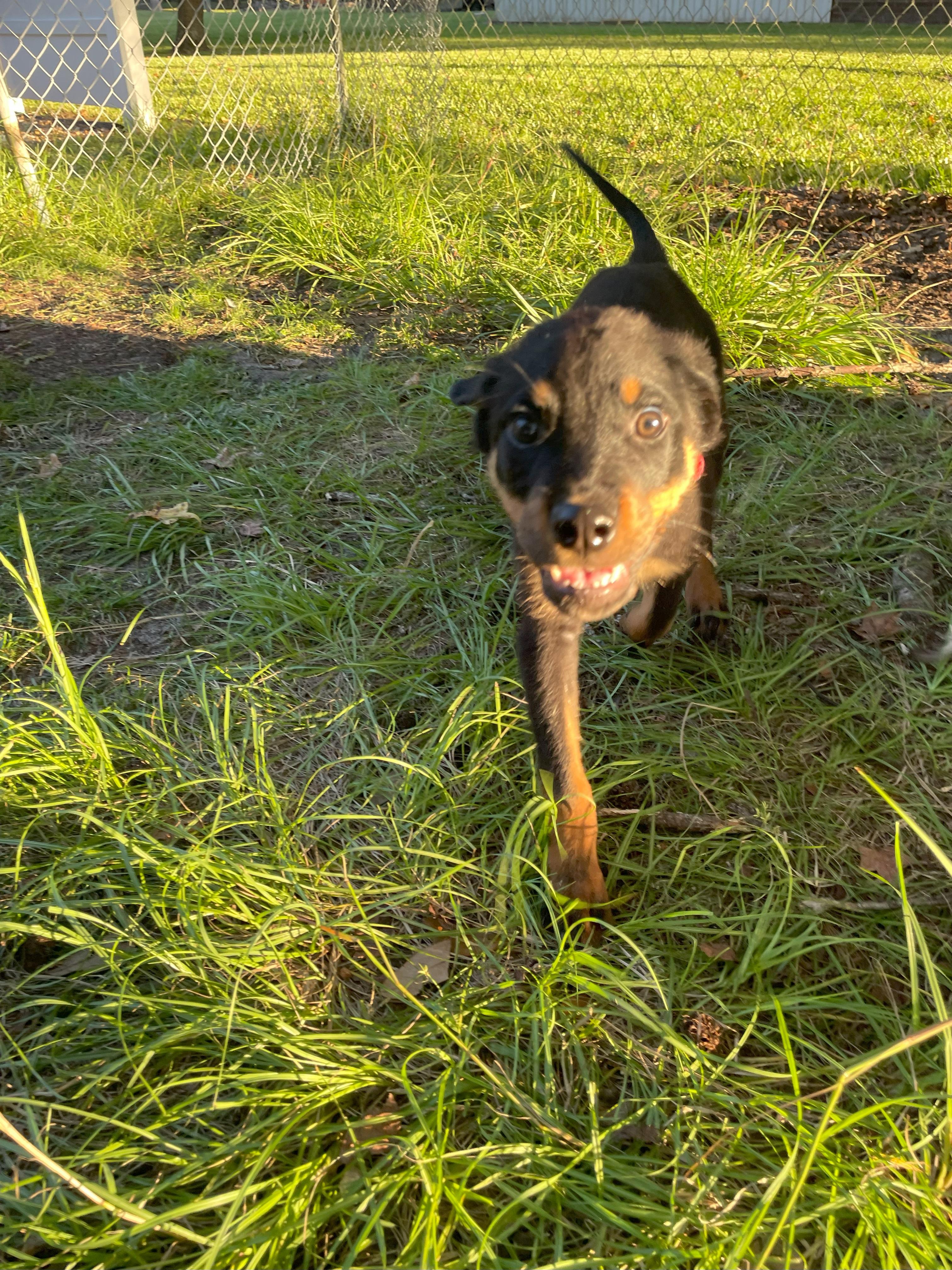 Abercrombie, a Adopted mixed breed in Jacksonville, FL image 4/6
