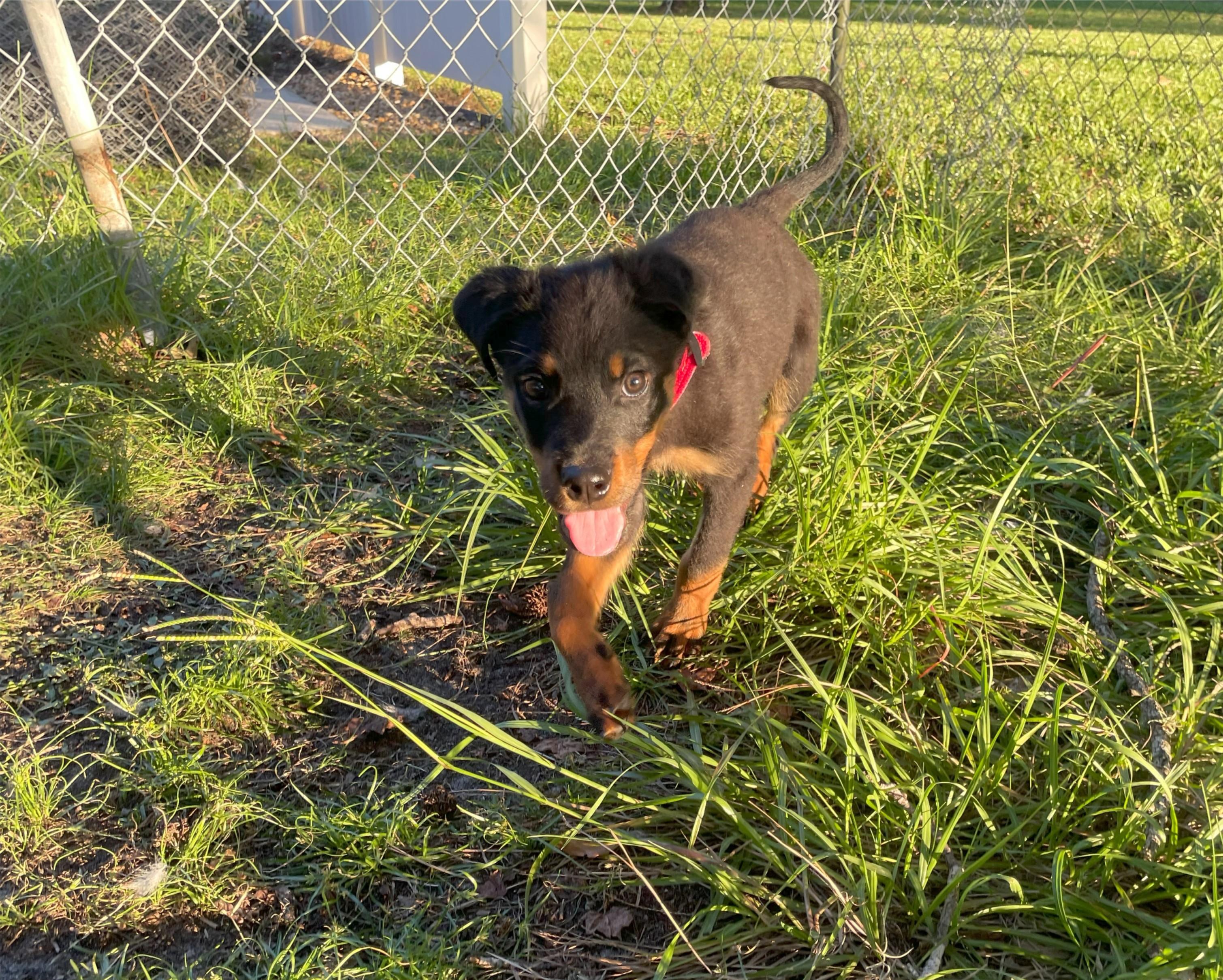 Abercrombie, a Adopted mixed breed in Jacksonville, FL image 5/6