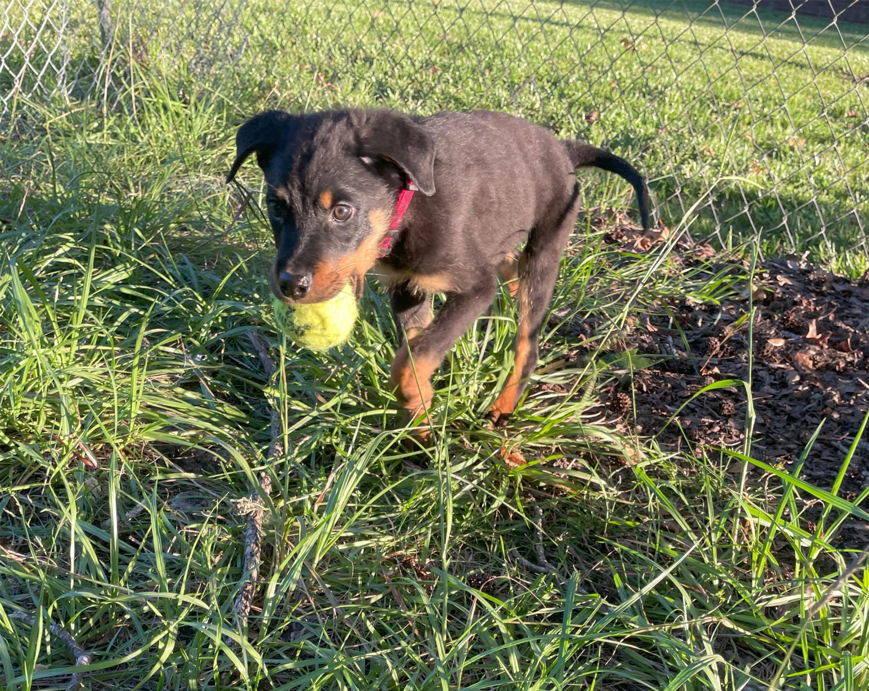 Abercrombie, a Adopted mixed breed in Jacksonville, FL image 6/6