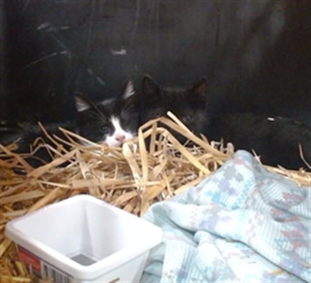 Enlarge STARSKY, a Adoptable Domestic Short Hair in Louisville, KY image 1/1