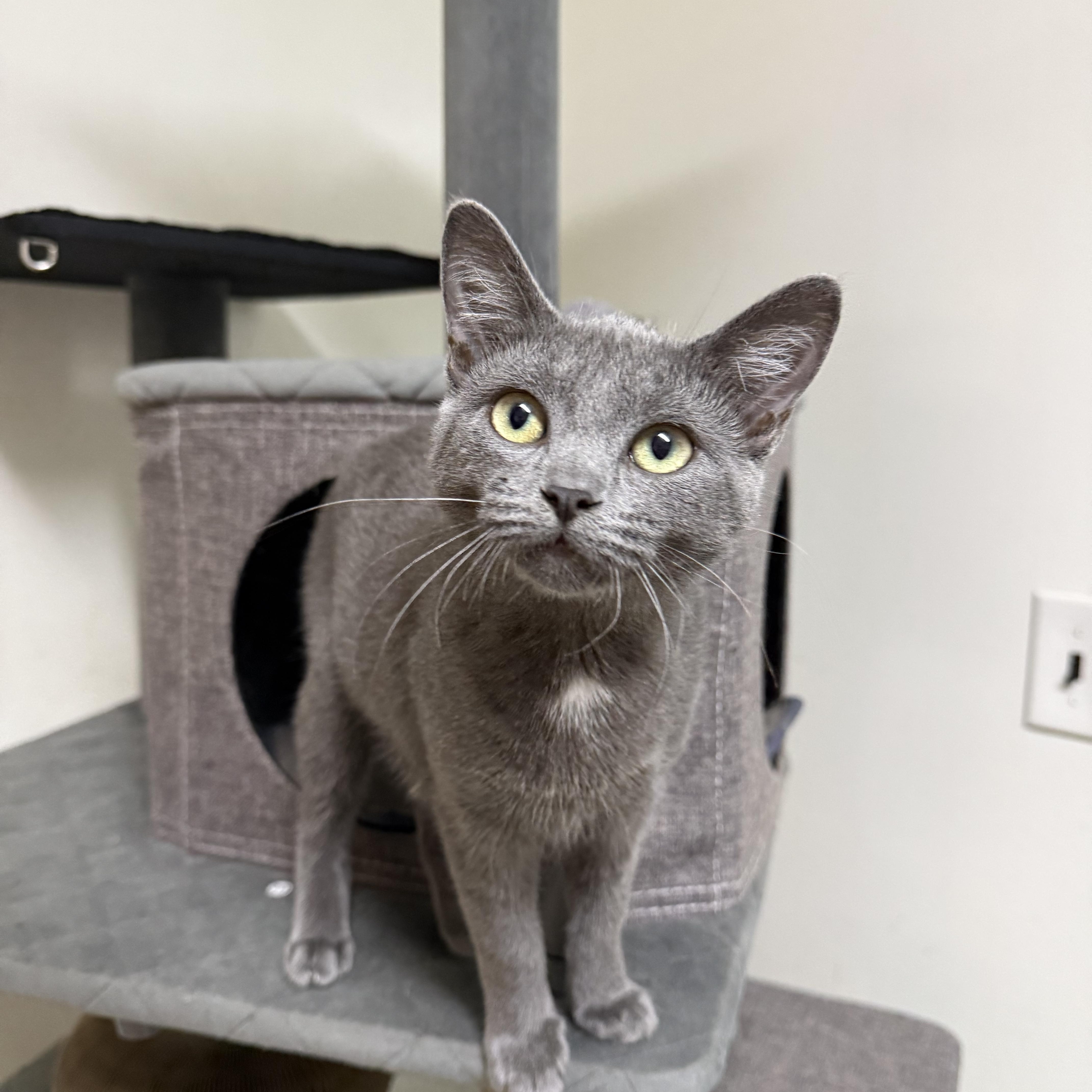 Luna, Adopted, Kitten Female Domestic Short Hair.