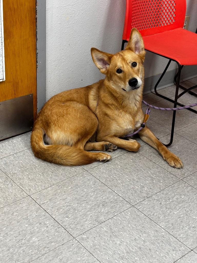 Roscoe Jr, Adopted, Young Male Husky & Australian Kelpie.
