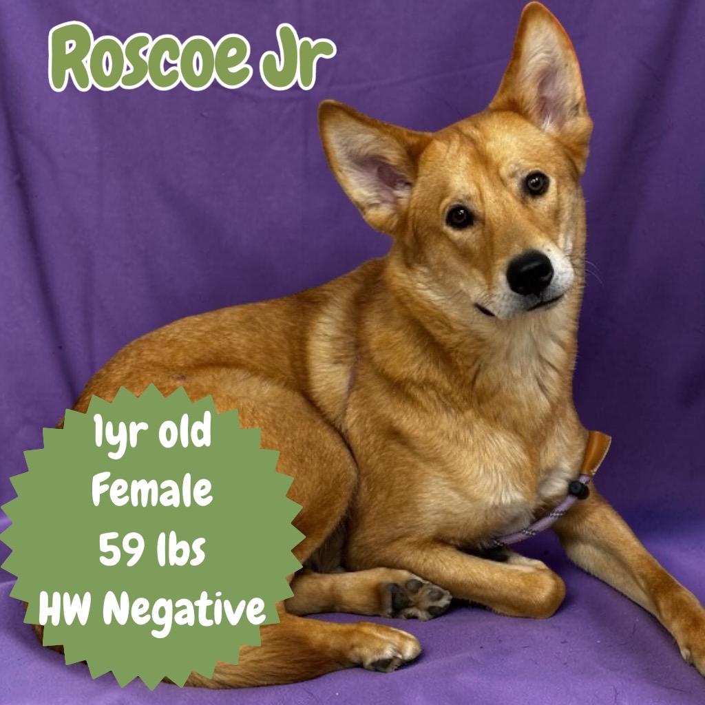 Enlarge Roscoe Jr, a Adopted mixed breed in Sorrento, LA image 2/2