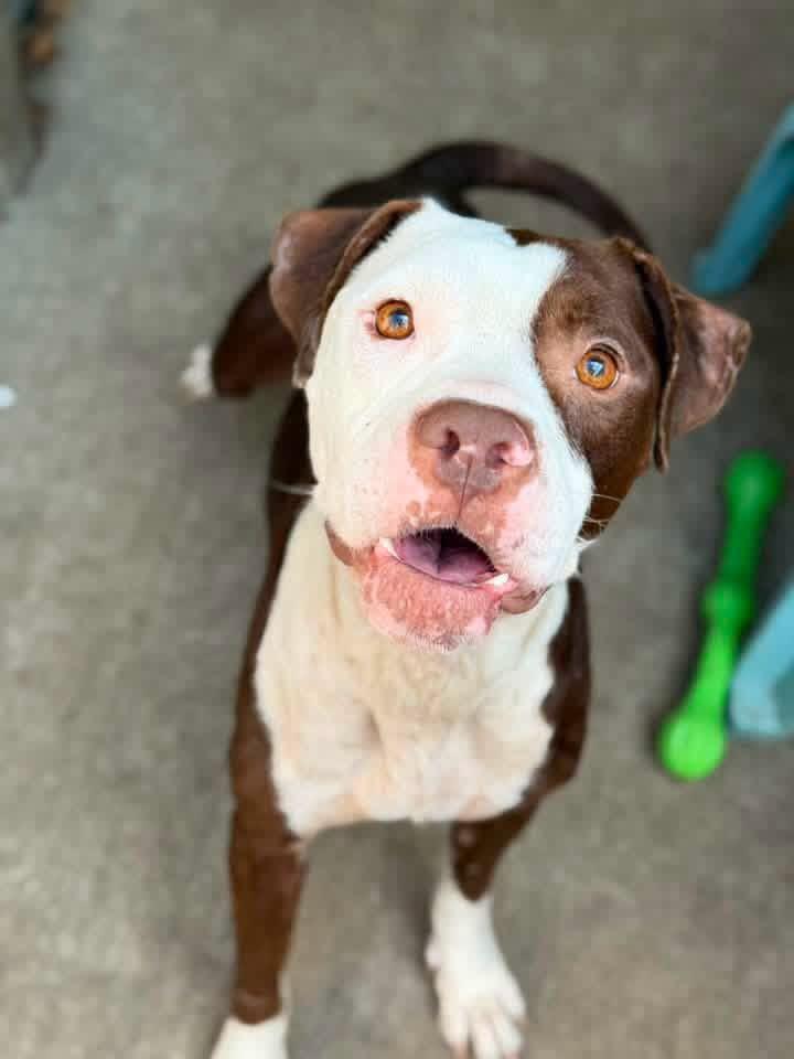 Enlarge Mireille, a ADOPTABLE Pit Bull Terrier in Chicago, IL image 3/5
