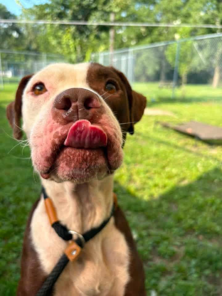 Enlarge Mireille, a ADOPTABLE Pit Bull Terrier in Chicago, IL image 2/5