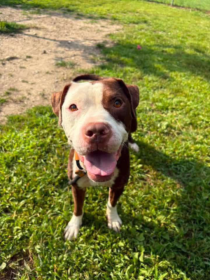 Enlarge Mireille, a ADOPTABLE Pit Bull Terrier in Chicago, IL image 4/5