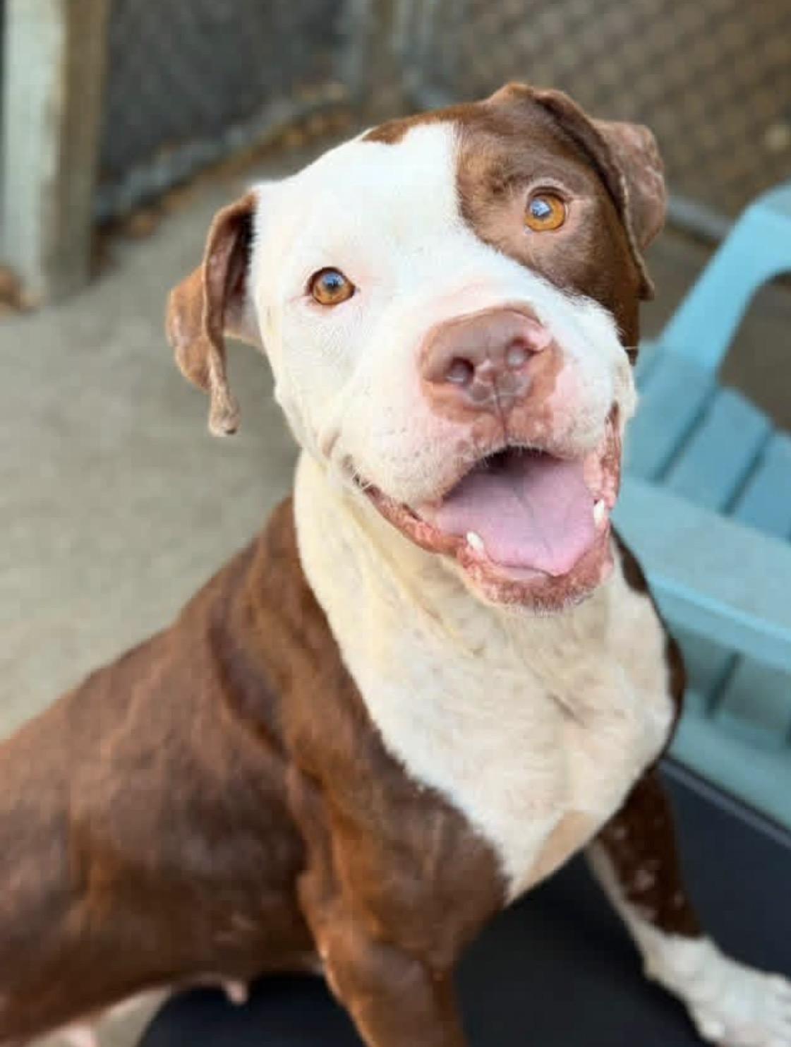 Mireille, ADOPTABLE, Adult Female Pit Bull Terrier.
