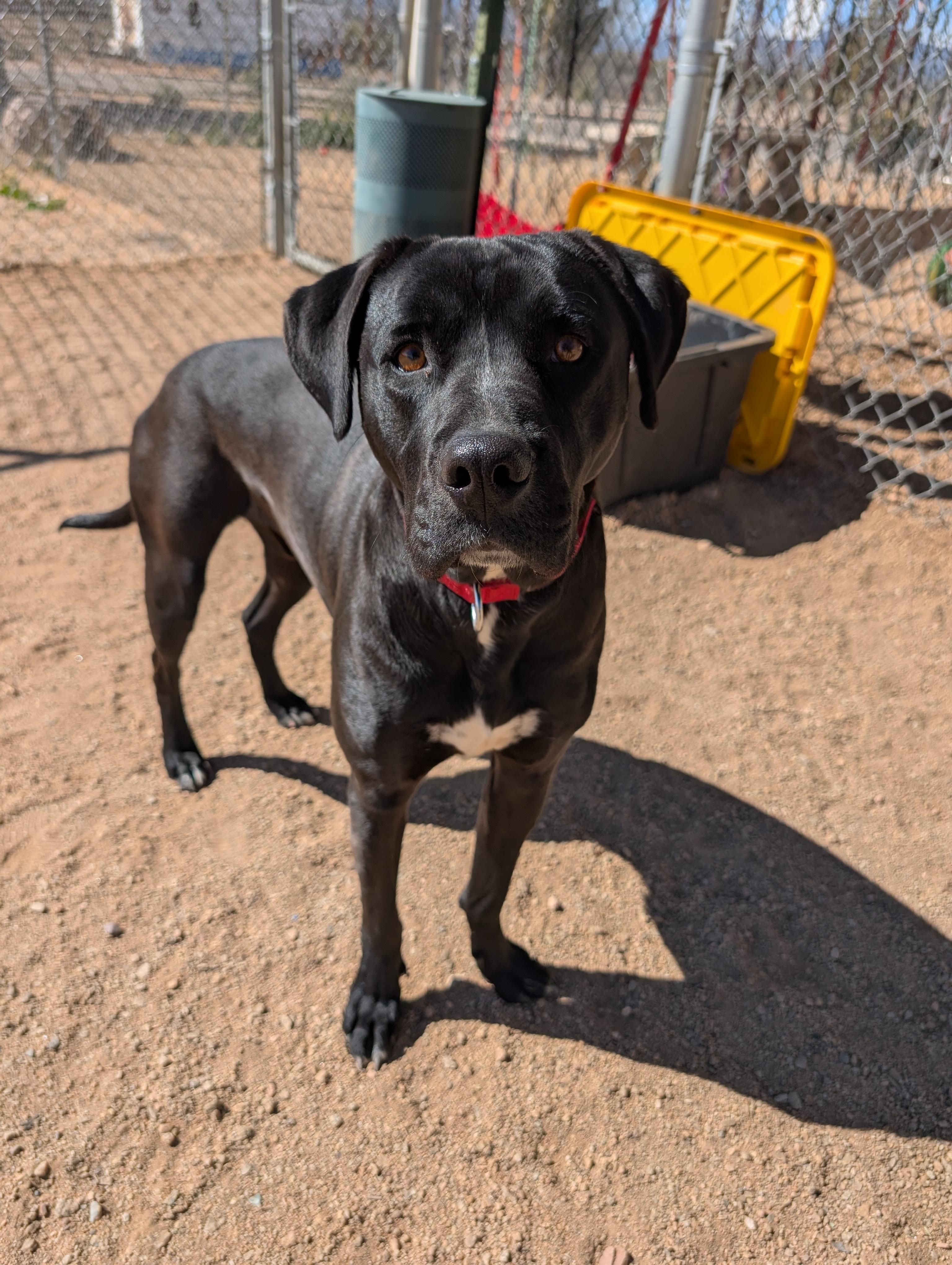 Yoshi, Adoptable, Adult Male Pit Bull Terrier & Rhodesian Ridgeback.