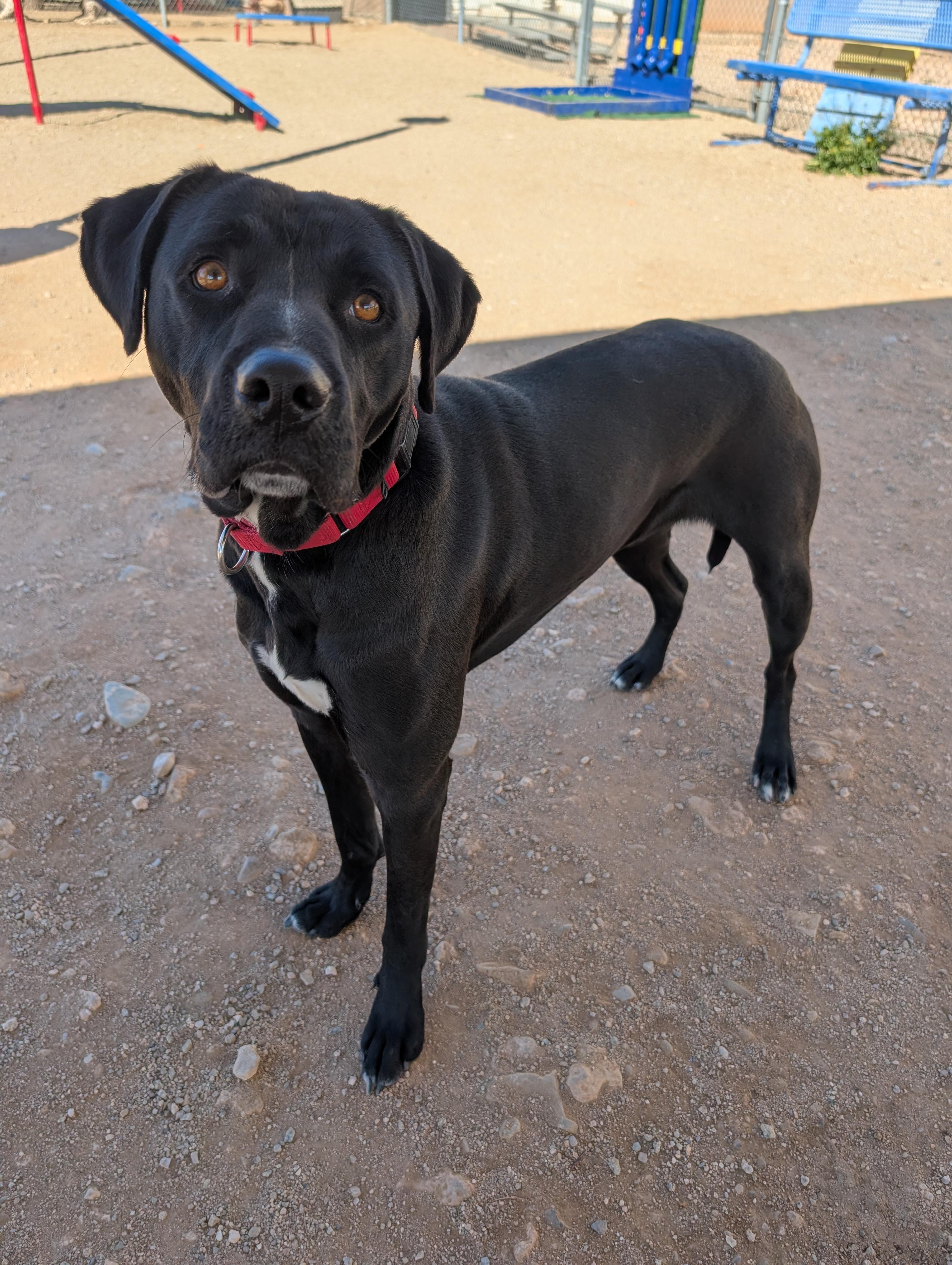 Enlarge Yoshi, a Adoptable mixed breed in Sierra Vista, AZ image 2/3