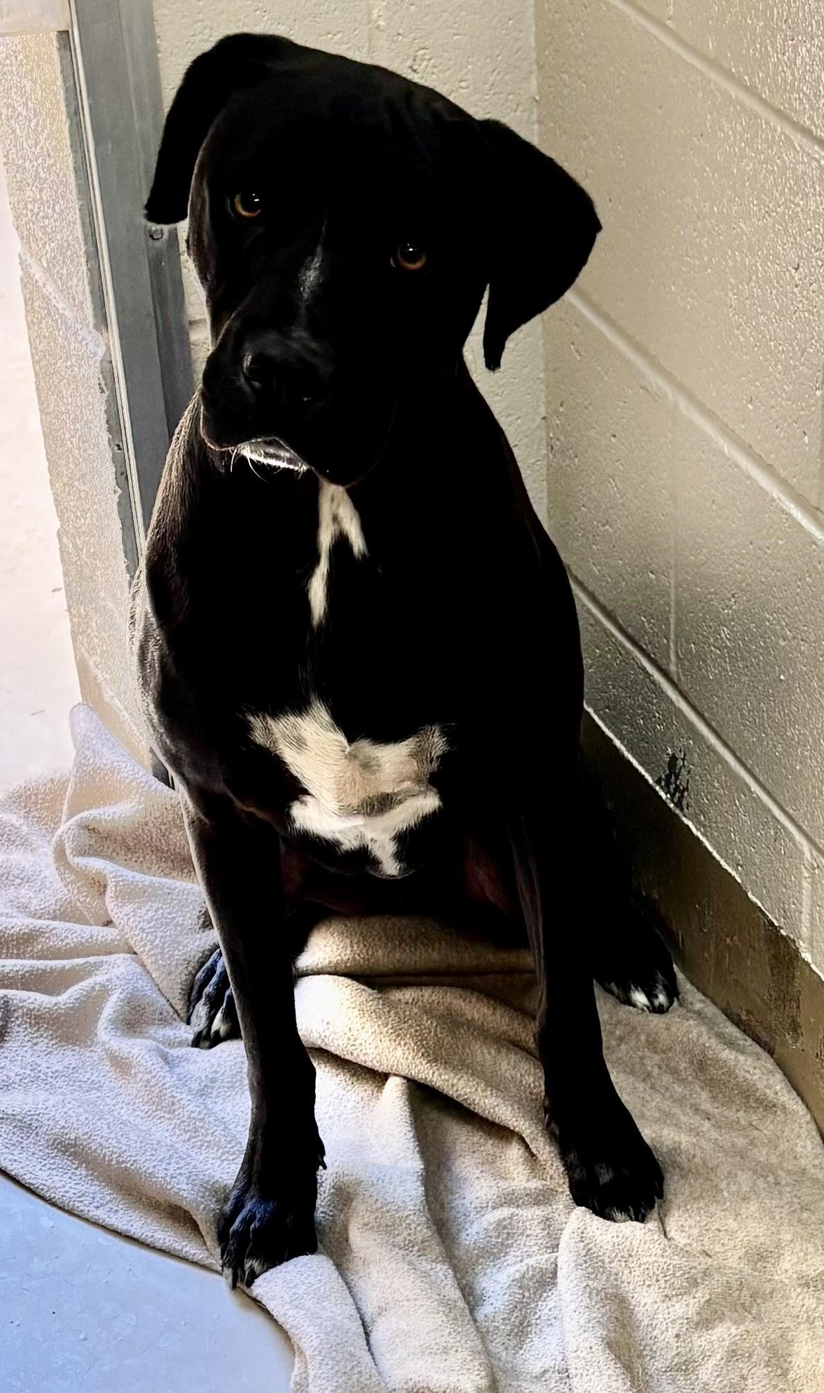 Enlarge Yoshi, a Adoptable mixed breed in Sierra Vista, AZ image 1/1