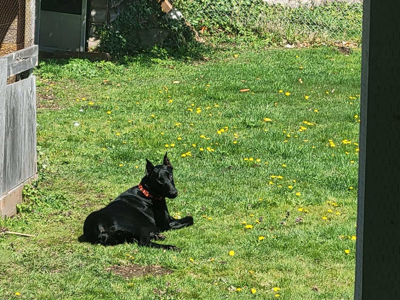 Enlarge Zeno, a Adopted Doberman Pinscher in Shoreline, WA image 2/6