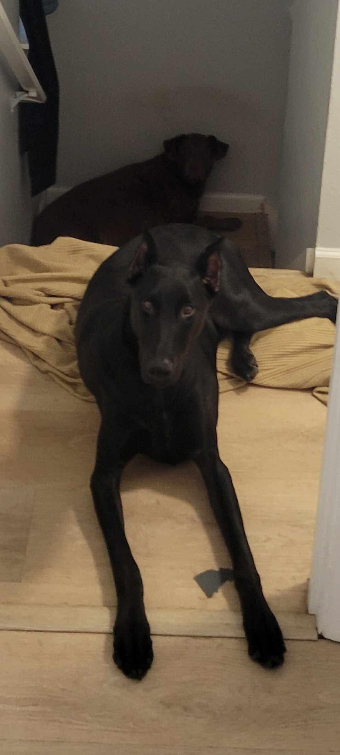 Enlarge Zeno, a Adopted Doberman Pinscher in Shoreline, WA image 4/6