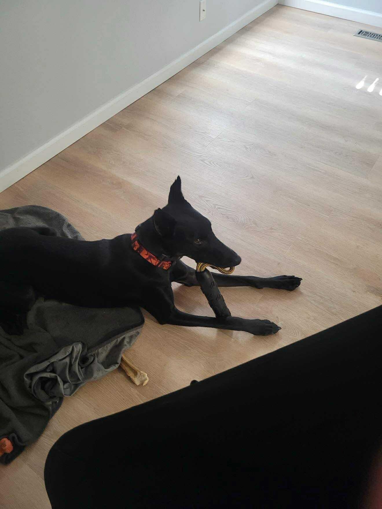 Enlarge Zeno, a Adopted Doberman Pinscher in Shoreline, WA image 5/6