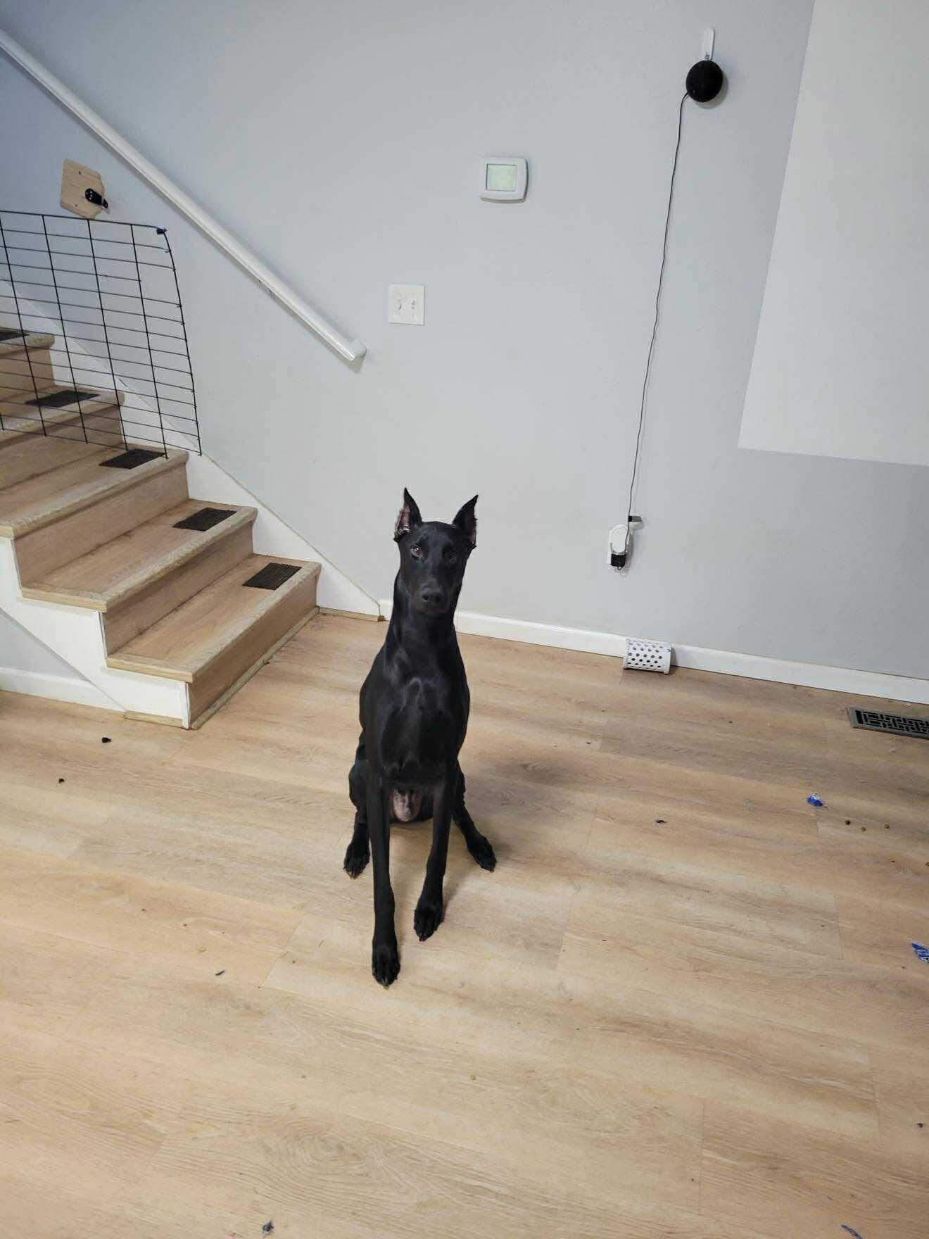 Enlarge Zeno, a Adopted Doberman Pinscher in Shoreline, WA image 6/6