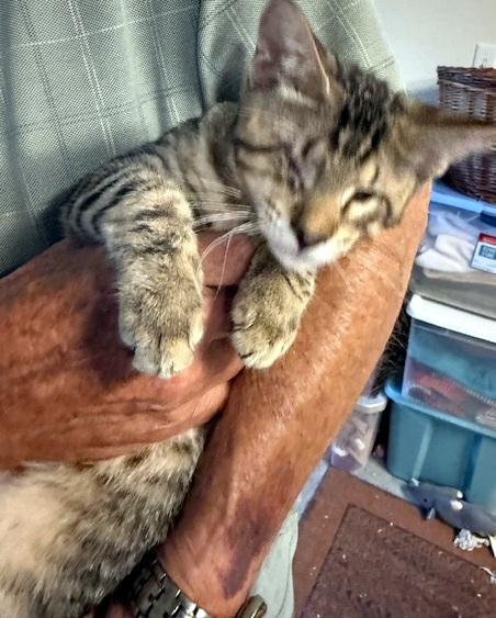 WALLY - adopt this sweet vision impaired kitten with his brother!