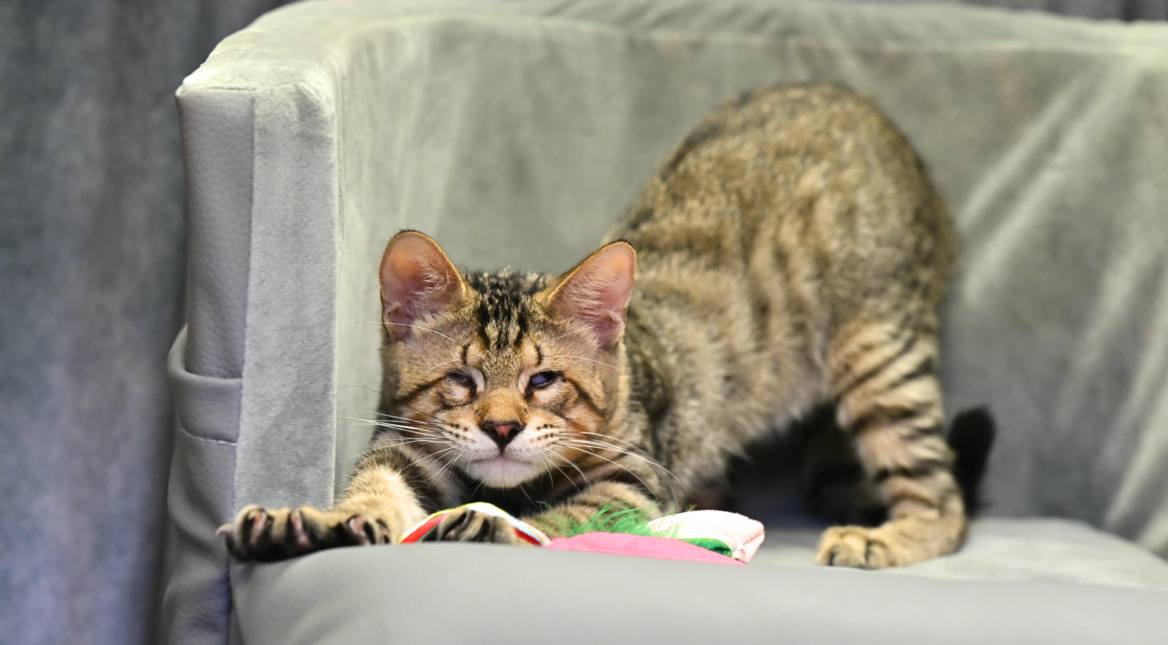 WALLY - adopt this sweet vision impaired kitten with his brother!