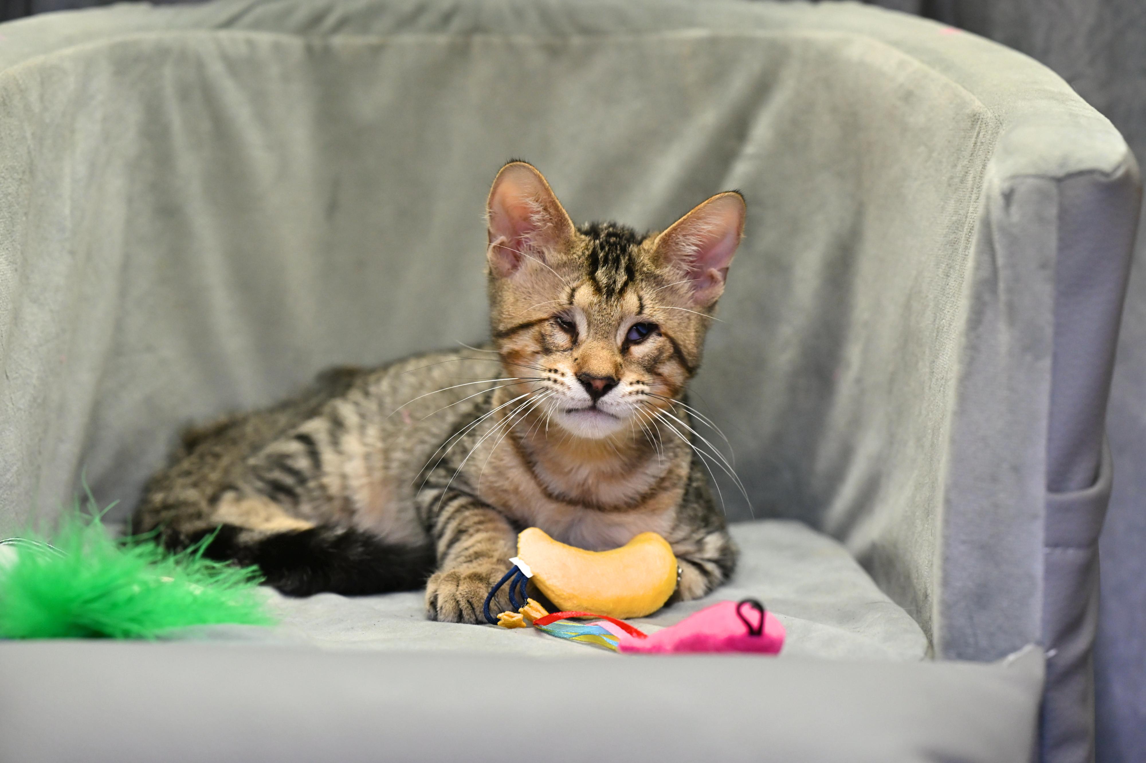 WALLY - adopt this sweet vision impaired kitten with his brother!, Adoptable, Kitten Male Domestic Short Hair.