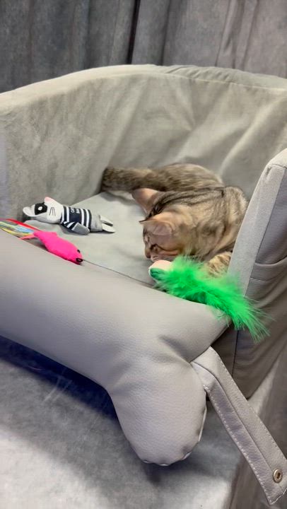 Enlarge WALLY - adopt this sweet vision impaired kitten with his brother!, a Adoptable mixed breed in Danbury, CT video 3/4