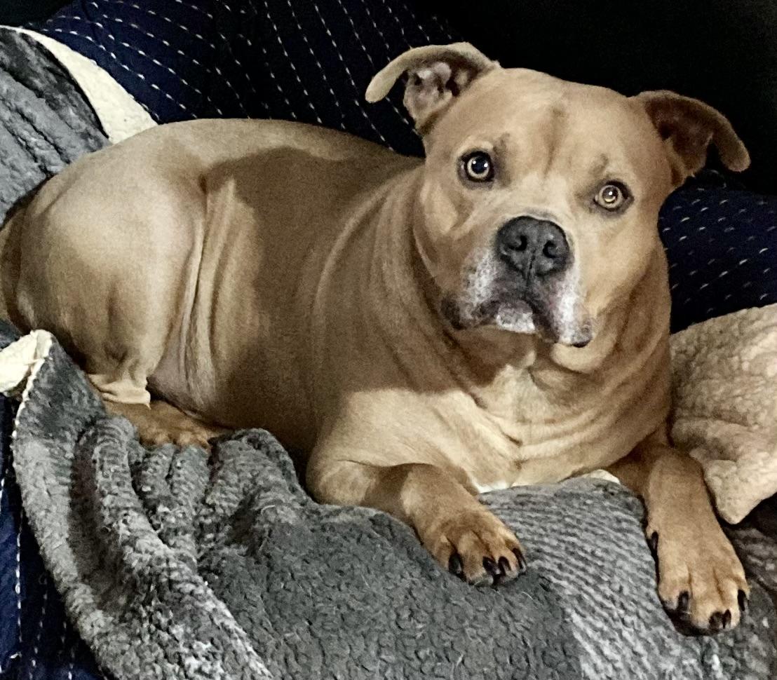 Alaric, Adoptable, Adult Male American Bulldog & Boxer.