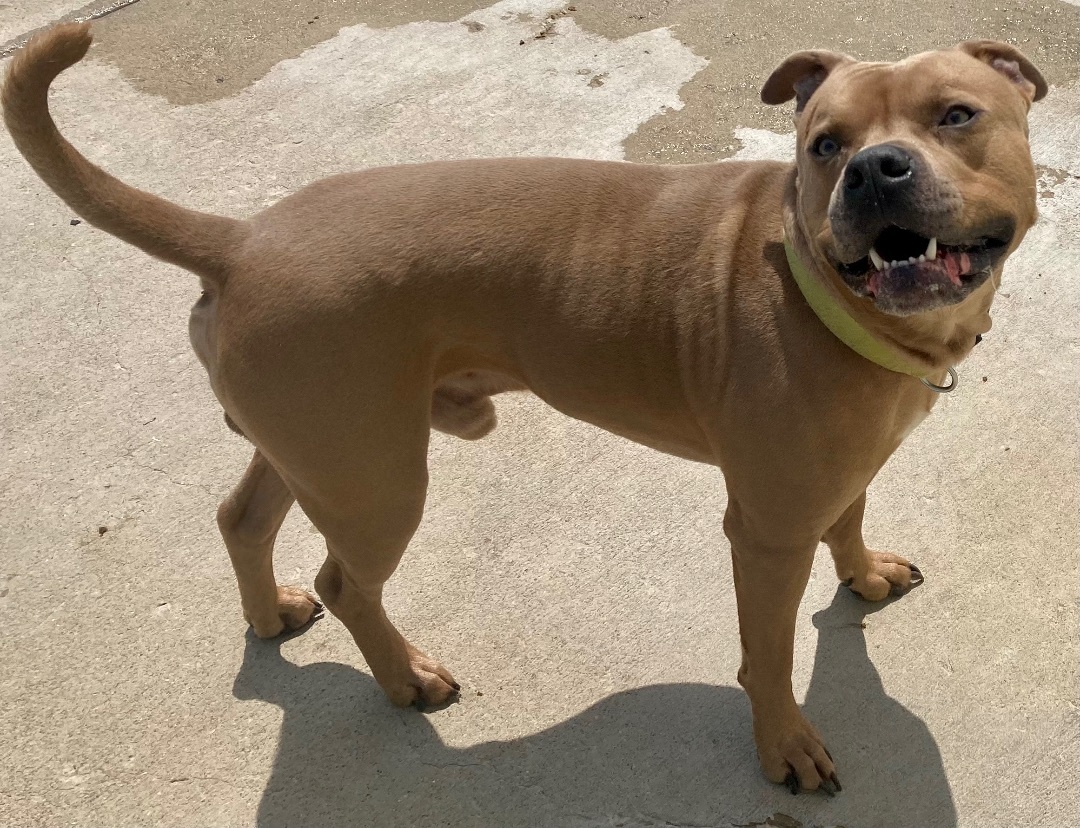 Alaric, a Adoptable mixed breed in Sandusky, MI image 2/6