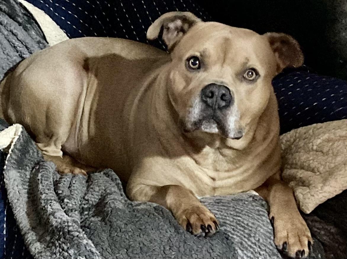 Alaric, an adoptable American Bulldog, Boxer in Sandusky, MI, 48471 | Photo Image 3