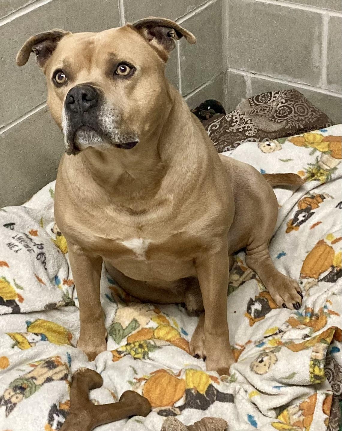 Enlarge Alaric, a Adoptable mixed breed in Sandusky, MI image 1/6