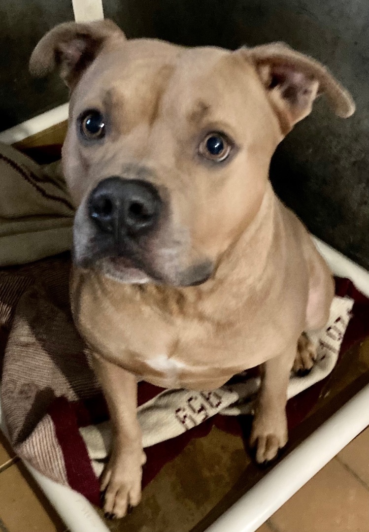 Alaric, an adoptable American Bulldog, Boxer in Sandusky, MI, 48471 | Photo Image 4
