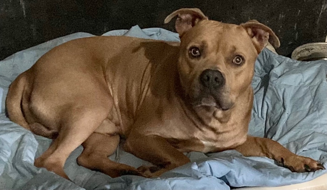 Alaric, an adoptable American Bulldog, Boxer in Sandusky, MI, 48471 | Photo Image 5