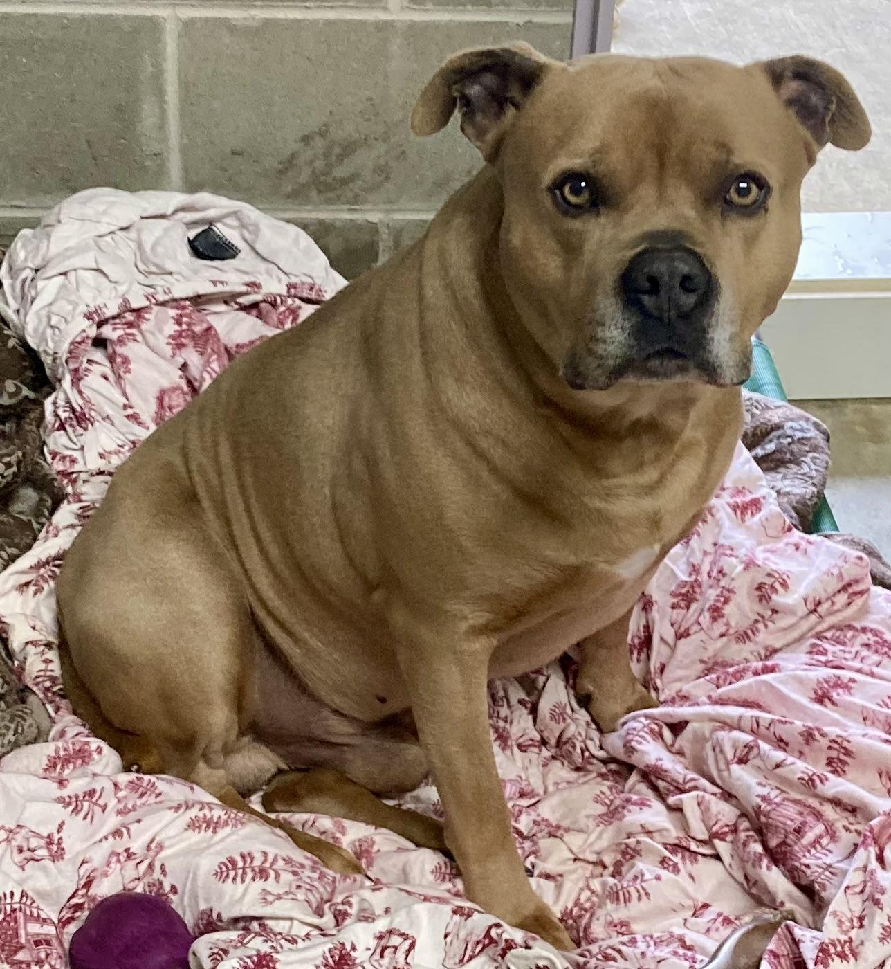 Enlarge Alaric, a Adoptable mixed breed in Sandusky, MI image 2/6