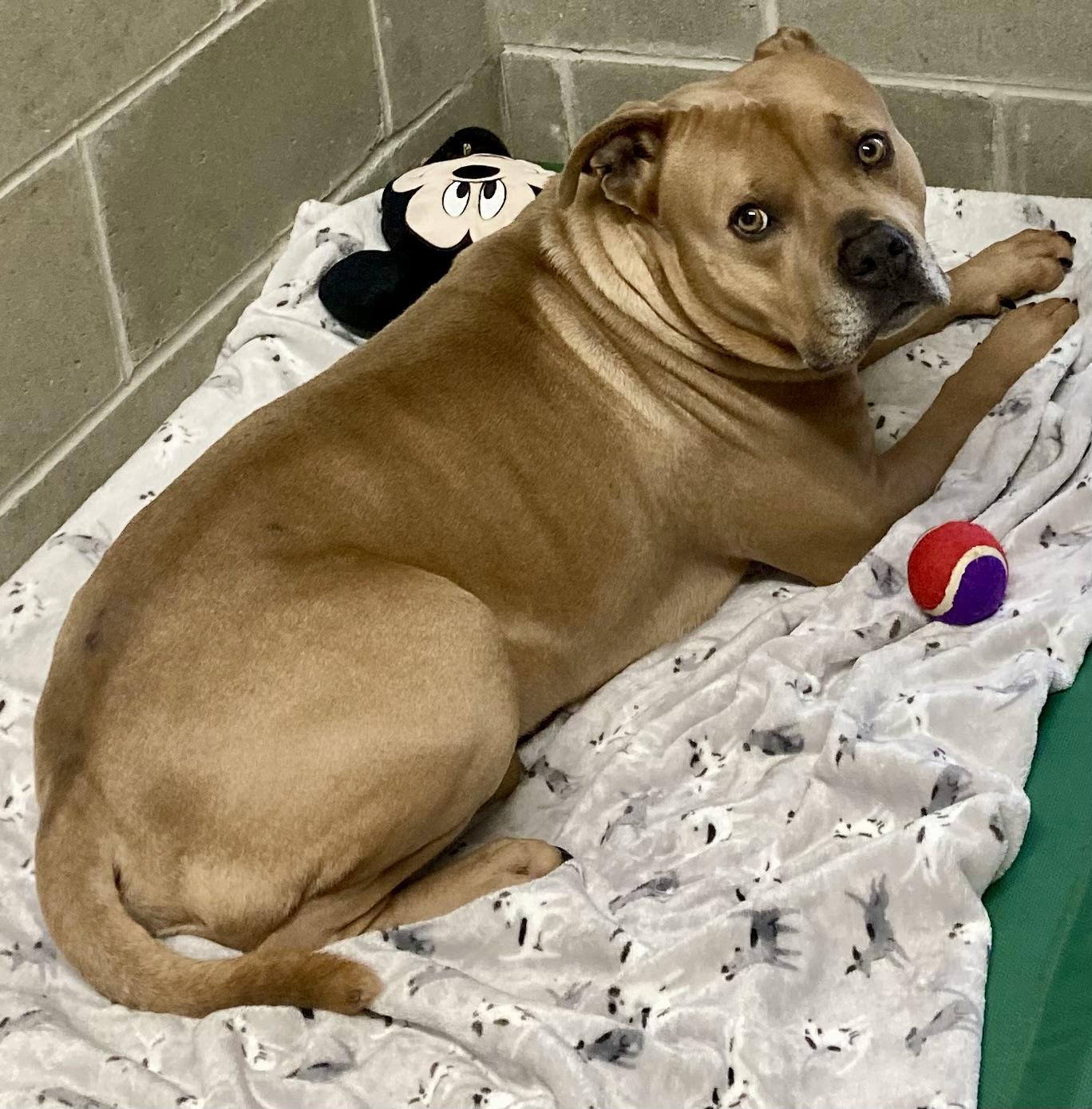 Enlarge Alaric, a Adoptable mixed breed in Sandusky, MI image 5/5