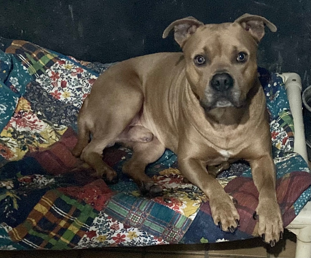 Alaric, an adoptable American Bulldog, Boxer in Sandusky, MI, 48471 | Photo Image 6