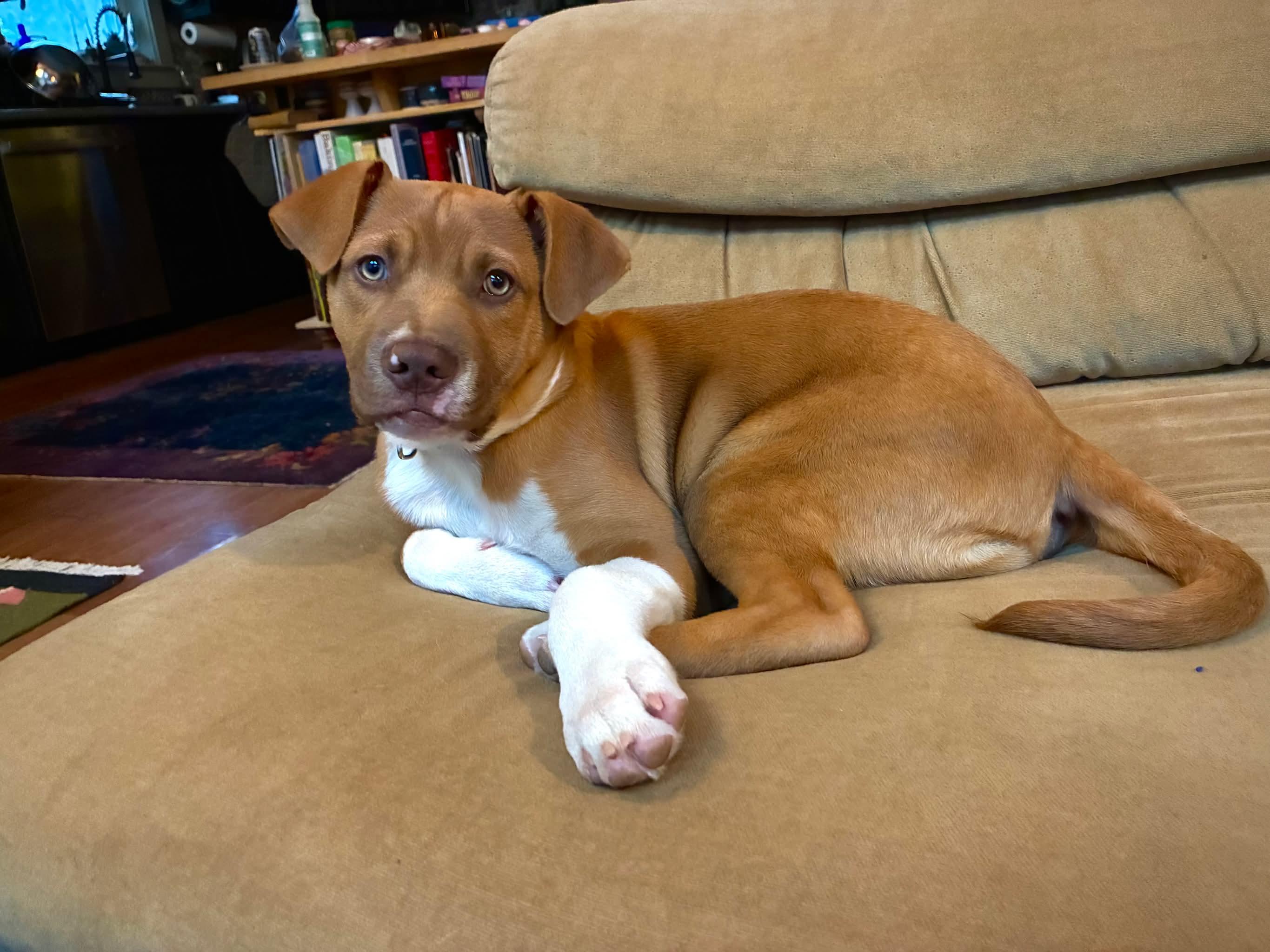 Enlarge Neutron Star, a Adoptable mixed breed in Portland, ME image 6/6