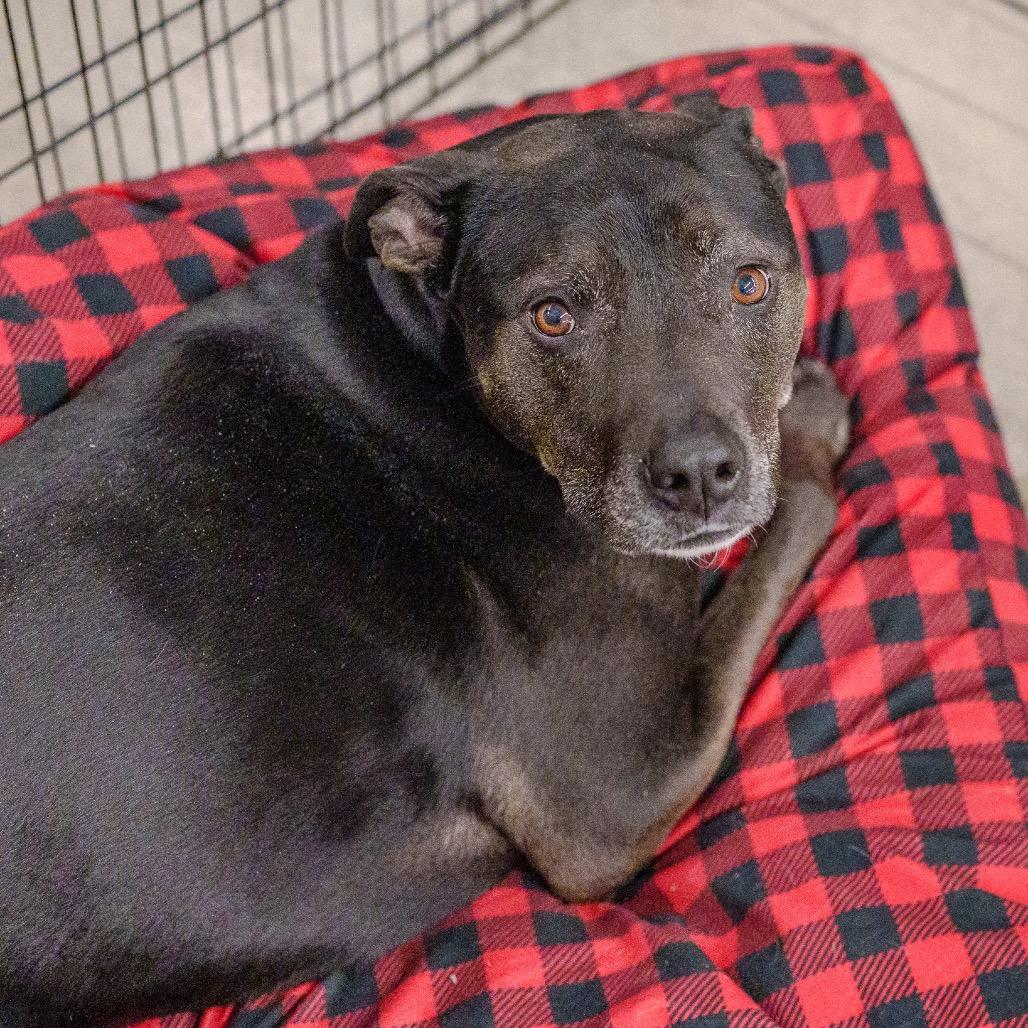 Enlarge Little Foot, a Adoptable mixed breed in Pawling, NY image 1/6