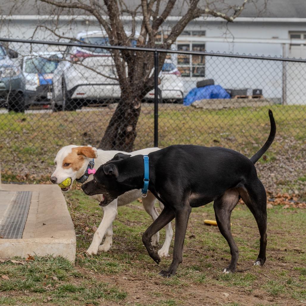 Enlarge Little Foot, a Adoptable mixed breed in Pawling, NY image 2/6