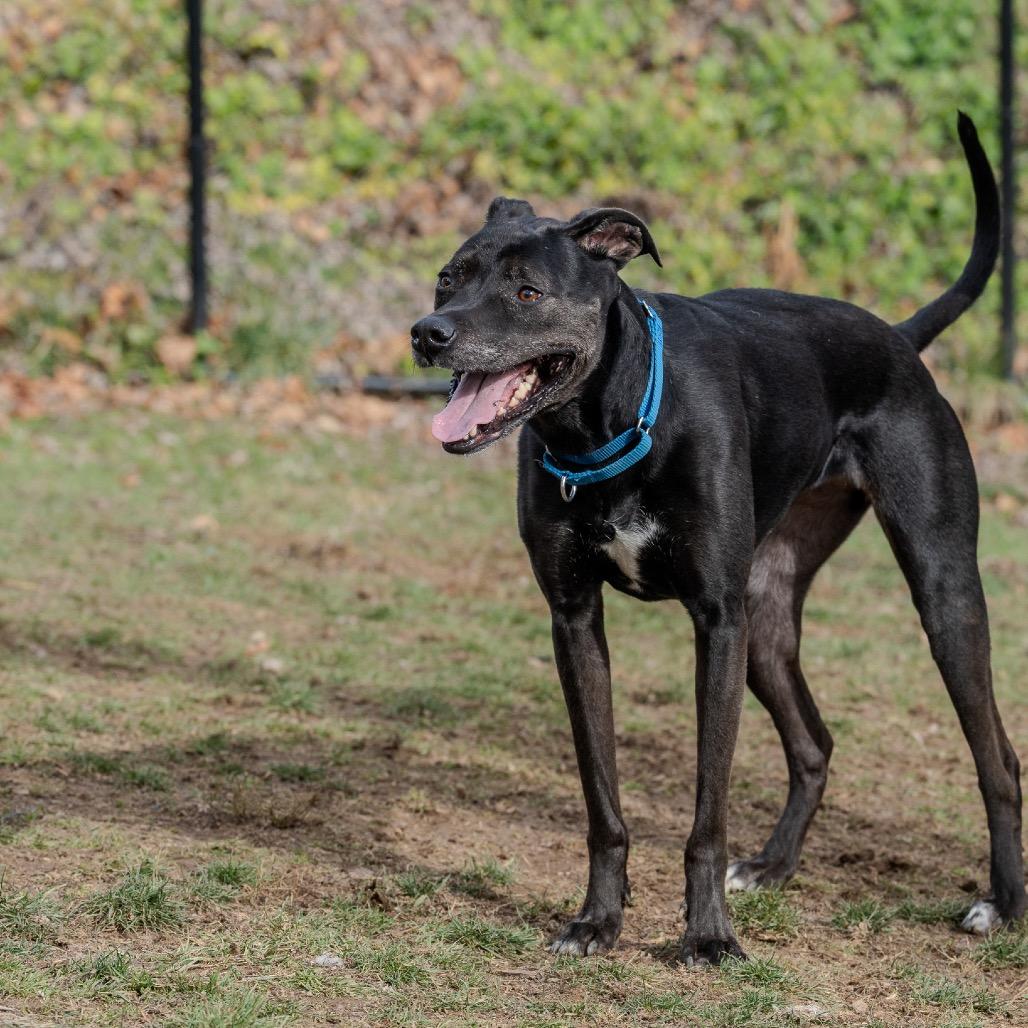 Enlarge Little Foot, a Adoptable mixed breed in Pawling, NY image 2/6