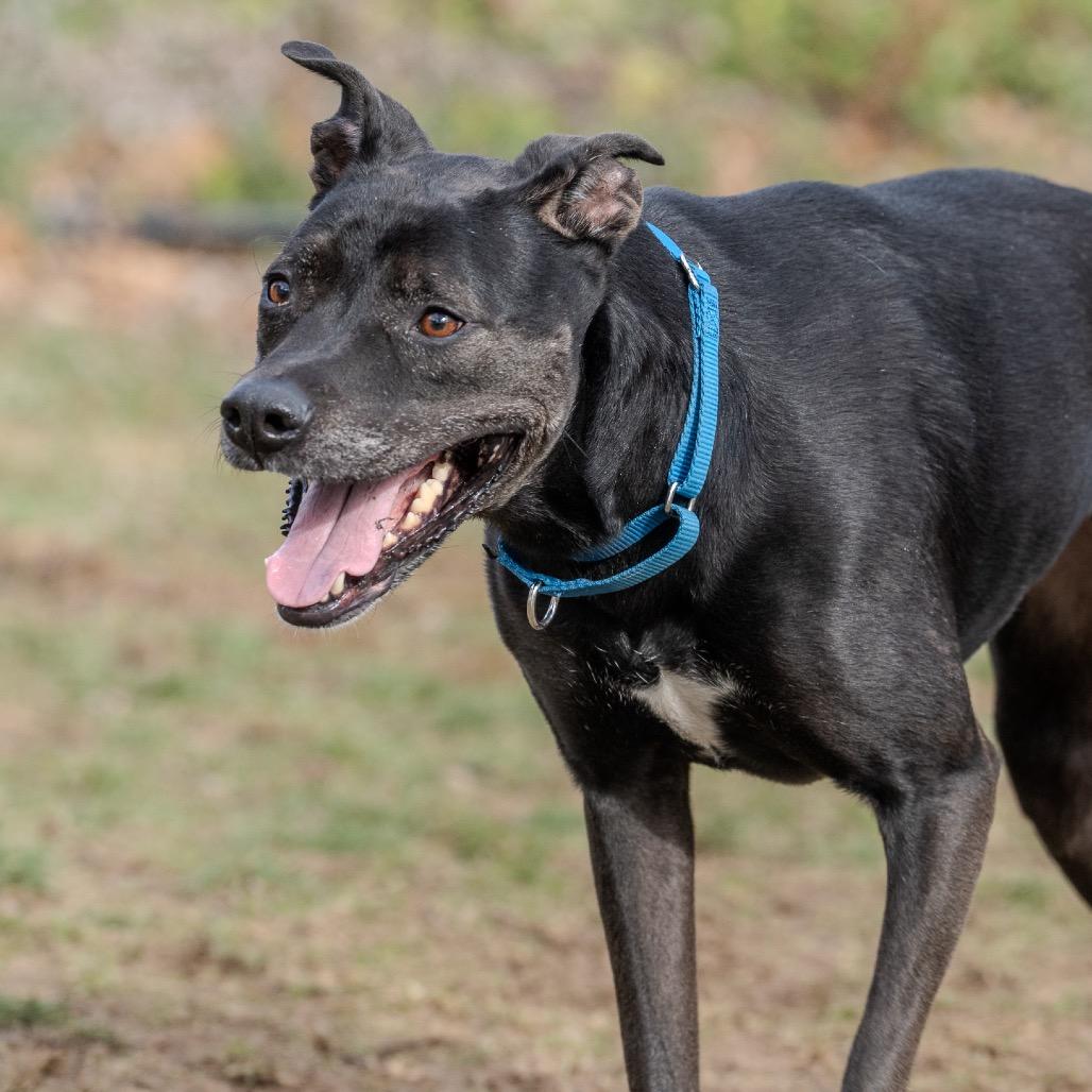 Enlarge Little Foot, a Adoptable mixed breed in Pawling, NY image 3/6