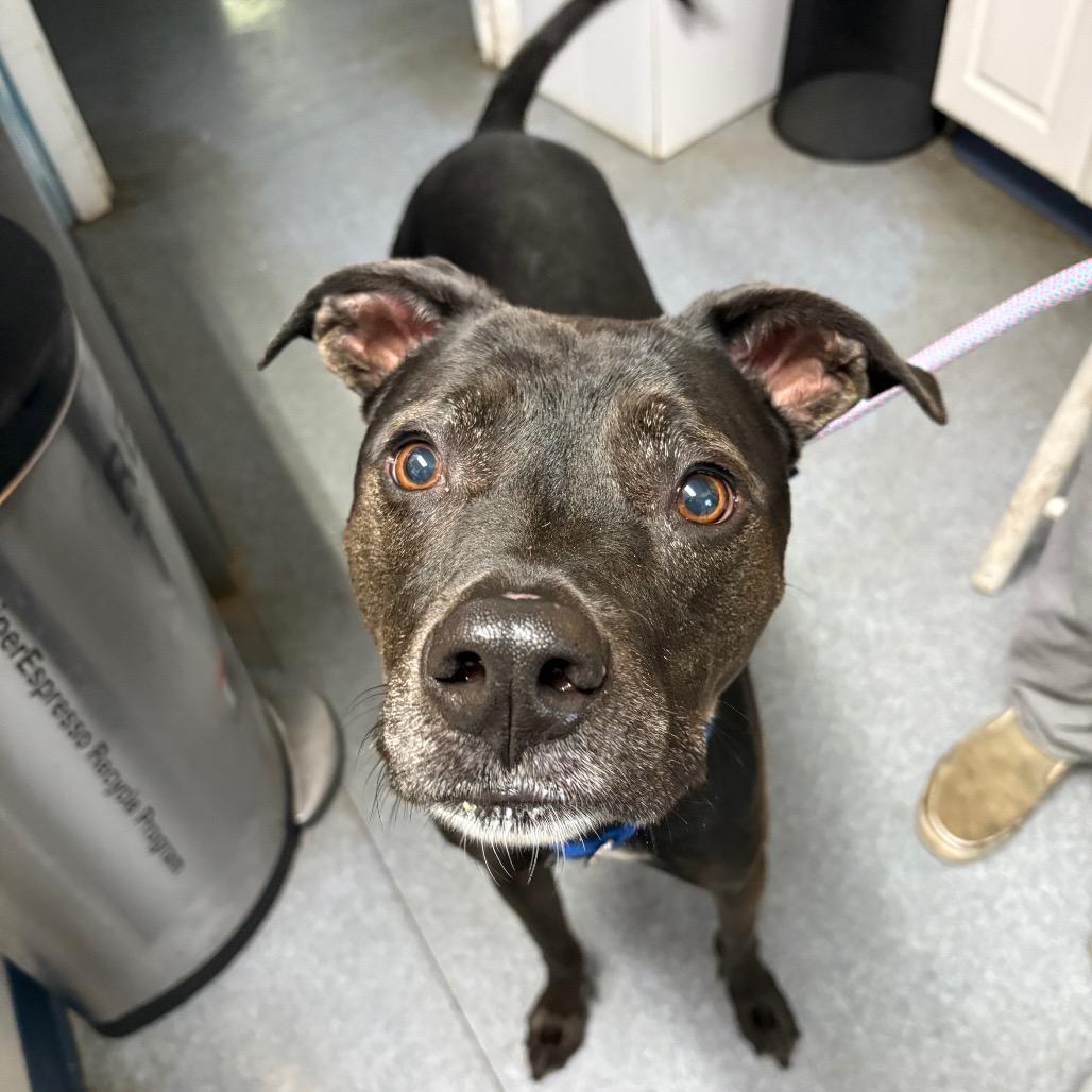 Enlarge Little Foot, a Adoptable mixed breed in Pawling, NY image 4/6