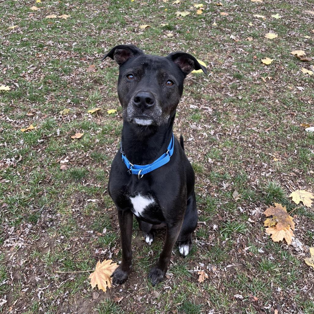 Enlarge Little Foot, a Adoptable mixed breed in Pawling, NY image 6/6