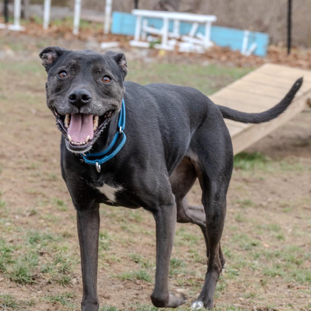 Enlarge Little Foot, a Adoptable mixed breed in Pawling, NY image 6/6
