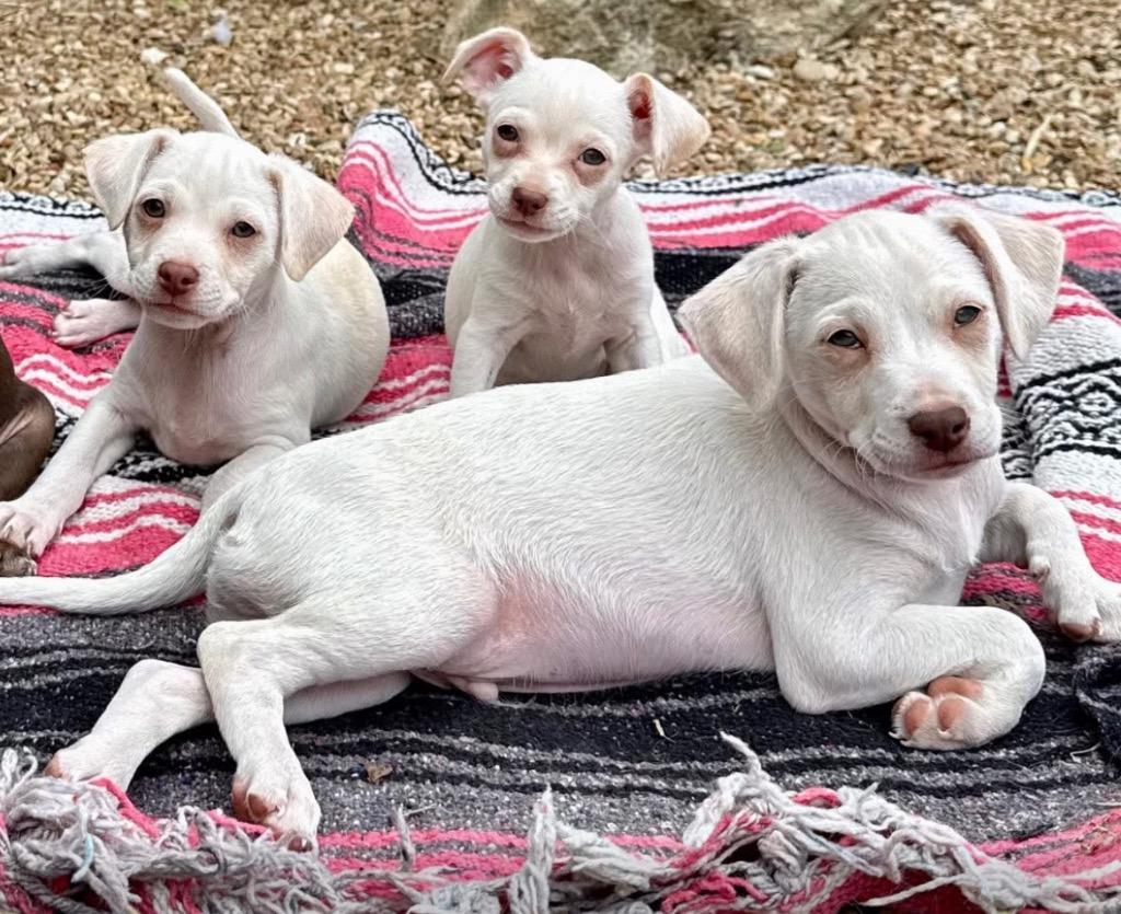 Hartley, Adoptable, Puppy Male Maltese & Chihuahua.